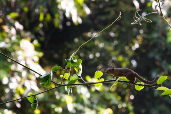 A small Borneo ear-spot squirrel stealthily makes its way through the tree canopy in Sabah, Borneo, Malaysia. The Borneo ear-spot squirrel is endemic to northern Borneo. A small Borneo ear-spot squirrel stealthily makes its way through the tree canopy in Sabah, Borneo, Malaysia