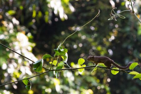 A small Borneo ear-spot squirrel stealthily makes its way through the tree canopy in Sabah, Borneo, Malaysia. The Borneo ear-spot squirrel is endemic to northern Borneo. A small Borneo ear-spot squirrel stealthily makes its way through the tree canopy in Sabah, Borneo, Malaysia