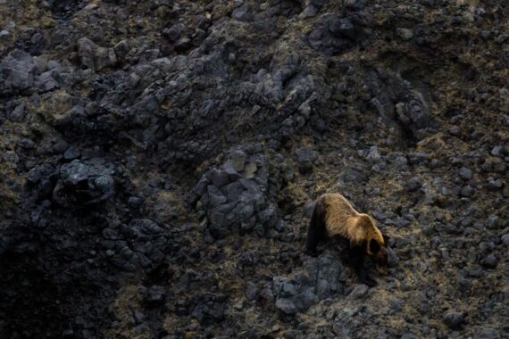 A young male brown bear scavenges for food on the shoreline of the Shiretoko Peninsula in Hokkaido, Japan. The Shiretoko peninsula is densely populated with brown bears. The population in the Shiretoko National Park is one of the highest population densities of brown bears in the world. A young male brown bear scavenges for food on the shoreline of the Shiretoko Peninsula in Hokkaido, Japan