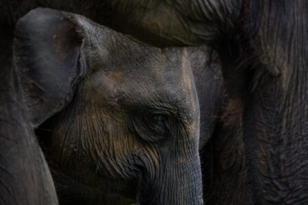 Sri Lankan elephants in the Yala National Park in Sri Lanka. Sri Lankan elephants in the Yala National Park in Sri Lanka
