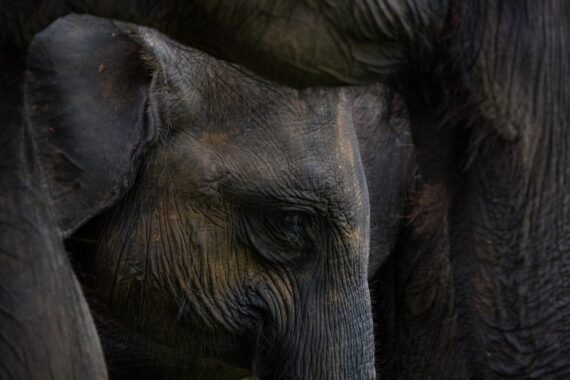 Sri Lankan elephants in the Yala National Park in Sri Lanka. Sri Lankan elephants in the Yala National Park in Sri Lanka