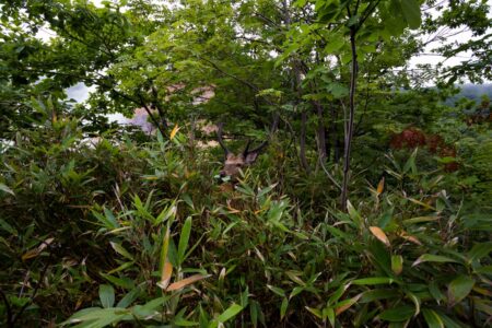 Hokkaido sika deer (Cervus nippon yesoensis) grazing on leaves at the Jigokundani National Park in Hokkaido, Japan. Hokkaido sika deer grazing on leaves at the Jigokundani National Park in Hokkaido, Japan
