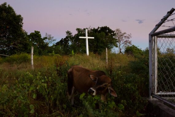 A cow grazes on grass and weeds on Apo Island in the Philippines. A cow grazes on grass and weeds on Apo Island in the Philippines