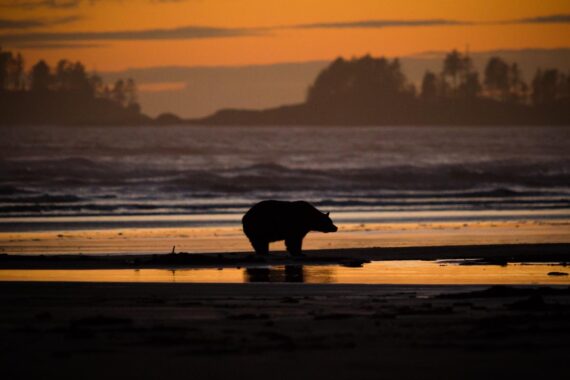 A black bear at sunset on the beach in Tofino, British Colombia, Canada. Black bears are North America's most familiar and common bears. A black bear at sunset on the beach in Tofino, British Colombia, Canada