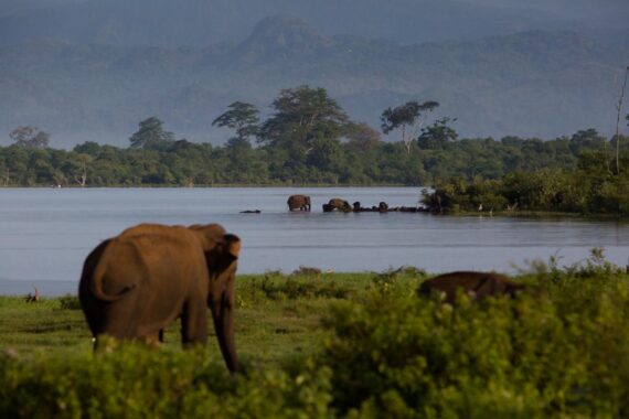 Early morning in the Yala National Park in Sri Lanka. Early morning vista in the Yala National Park in Sri Lanka