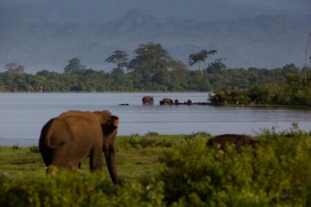 Early morning in the Yala National Park in Sri Lanka. Early morning vista in the Yala National Park in Sri Lanka