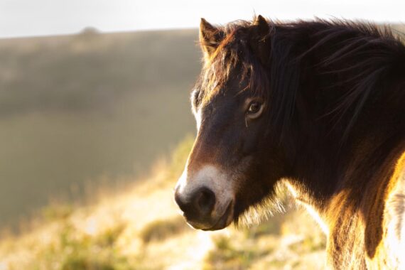 A wild Exmoor pony in the South Downs National Park, East Sussex, UK. In recent years, Exmoor ponies have been released to graze across the South Downs in the hope that they will help to support the growth of rare species of wildflower, orchids, grasses and herbs. Exmoors are one of the few native British pony breeds that eat tor grass, which sheep, goats and cattle find unpalatable. Left unchecked it can crowd out the rarer species of wildflower usually found on chalk grassland. With only 1,100 left worldwide, the ponies themselves are listed as an endangered species. By leaving them to range free, it is hoped their numbers will increase naturally. A wild Exmoor pony in the South Downs National Park, East Sussex, UK