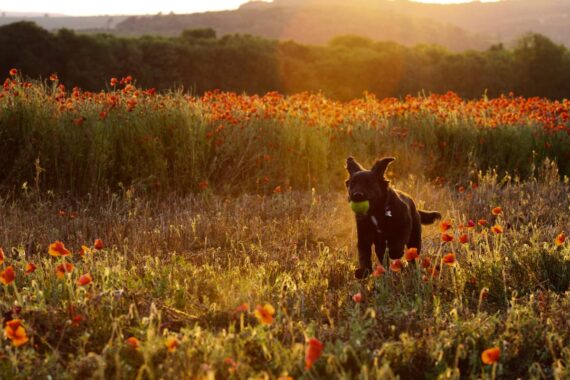 Our family dog, Seamus, runs through a field of poppies near Woodingdean in Brighton, UK. Our family dog, Seamus, runs through a field of poppies near Woodingdean in Brighton, UK.