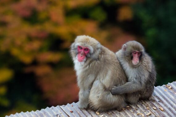 Autumn colours on Mount Arashiyama in Kyoto, Japan. Located to the west of Kyoto City, Mount Arashiyama is inhabited by a troop of over 170 Japanese macaque monkeys. Autumn colours on Mount Arashiyama in Kyoto, Japan