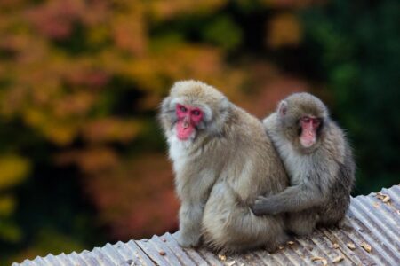 Autumn colours on Mount Arashiyama in Kyoto, Japan. Located to the west of Kyoto City, Mount Arashiyama is inhabited by a troop of over 170 Japanese macaque monkeys. Autumn colours on Mount Arashiyama in Kyoto, Japan