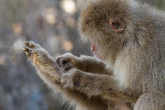 A Japanese macaque carefully grooms its fur on Mount Arashiyama in Kyoto, Japan. A Japanese macaque carefully grooms its fur on Mount Arashiyama in Kyoto, Japan.