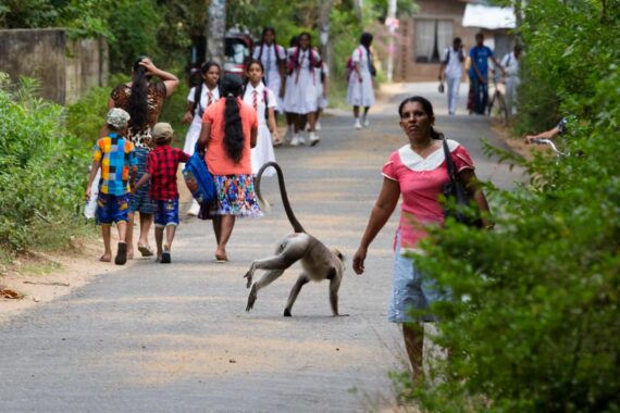 A gray langur crosses the road as children make their way home from school in Sri Lanka. A gray langur crosses the road as children make their way home from school in Sri Lanka.