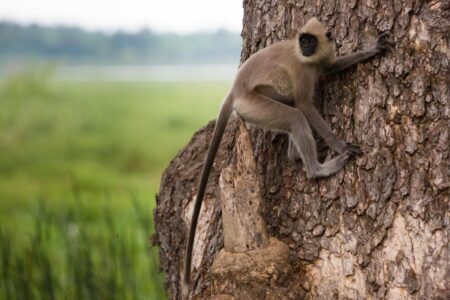 A gray langur clings to a tree in the Yala National Park in Sri Lanka. Gray langurs, also known as Hanuman langurs, are the most widespread langurs of the Indian Subcontinent. A gray langur clings to a tree in the Yala National Park in Sri Lanka