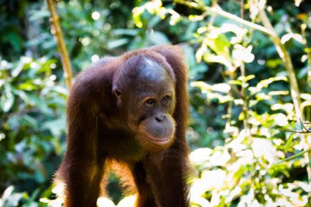 A Bornean orangutan makes its way towards a feeding station at the Sepilok Orangutan Rehabilitation Centre in the Malaysian Sabah District of Northern Borneo. The Sepilok Orangutan Rehabilitation Centre was founded in 1964 to care for and rehabilitate orphaned orangutans. The Bornean orangutan (Pongo pygmaeus) is a species of orangutan native to the island of Borneo. Together with the Sumatran orangutan and Tapanuli orangutan, it belongs to the only genus of great apes native to Asia. The Bornean orangutan is an endangered species that lives approximately 35 to 45 years in the wild. A Bornean orangutan makes its way towards a feeding station at the Sepilok Orangutan Rehabilitation Centre in the Malaysian Sabah District of Northern Borneo