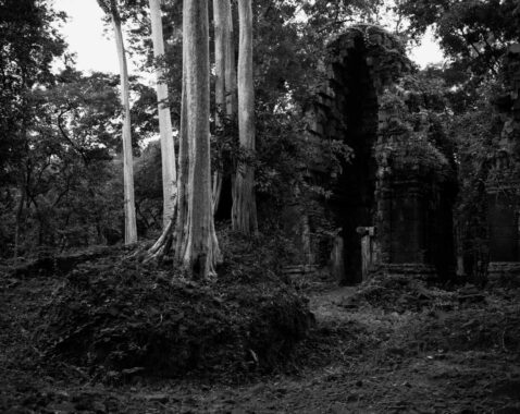 "On every side, in fantastic over-scale, the trunks of the silk-cotton trees soar skywards under a shadowy green canopy, their long spreading skirts trailing the ground and their endless roots coiling more like reptiles than plants." (Maurice Glaize)