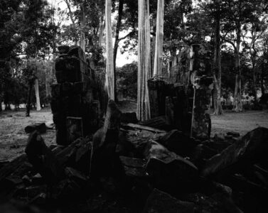 "On every side, in fantastic over-scale, the trunks of the silk-cotton trees soar skywards under a shadowy green canopy, their long spreading skirts trailing the ground and their endless roots coiling more like reptiles than plants." (Maurice Glaize)