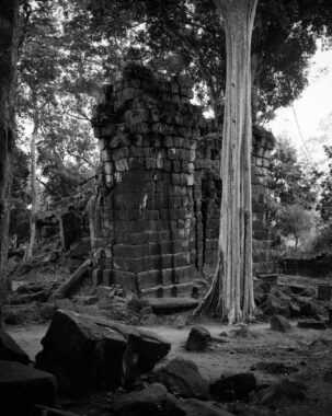 "On every side, in fantastic over-scale, the trunks of the silk-cotton trees soar skywards under a shadowy green canopy, their long spreading skirts trailing the ground and their endless roots coiling more like reptiles than plants." (Maurice Glaize)