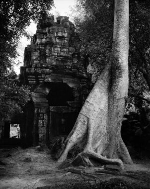 "On every side, in fantastic over-scale, the trunks of the silk-cotton trees soar skywards under a shadowy green canopy, their long spreading skirts trailing the ground and their endless roots coiling more like reptiles than plants." (Maurice Glaize)