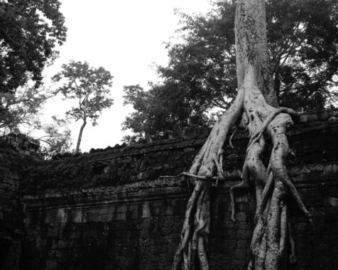 "On every side, in fantastic over-scale, the trunks of the silk-cotton trees soar skywards under a shadowy green canopy, their long spreading skirts trailing the ground and their endless roots coiling more like reptiles than plants." (Maurice Glaize)