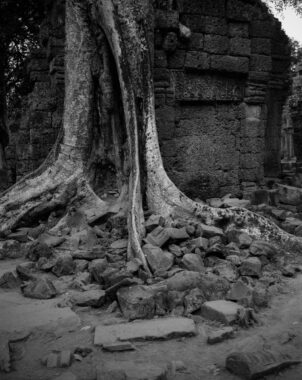 "On every side, in fantastic over-scale, the trunks of the silk-cotton trees soar skywards under a shadowy green canopy, their long spreading skirts trailing the ground and their endless roots coiling more like reptiles than plants." (Maurice Glaize)