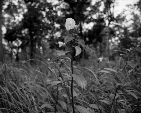 The Angkor Archaeological Park, near Siem Reap, Cambodia, 2009.
