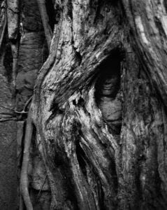 Tree Roots and stone face in the Angkor Archaeological Park, near Siem Reap. Tree Roots and stone face in the Angkor Archaeological Park