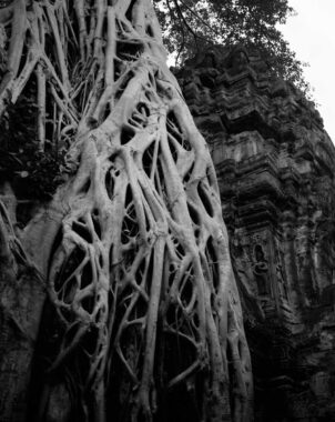 "On every side, in fantastic over-scale, the trunks of the silk-cotton trees soar skywards under a shadowy green canopy, their long spreading skirts trailing the ground and their endless roots coiling more like reptiles than plants." (Maurice Glaize)